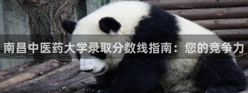 九游会是大平台吗